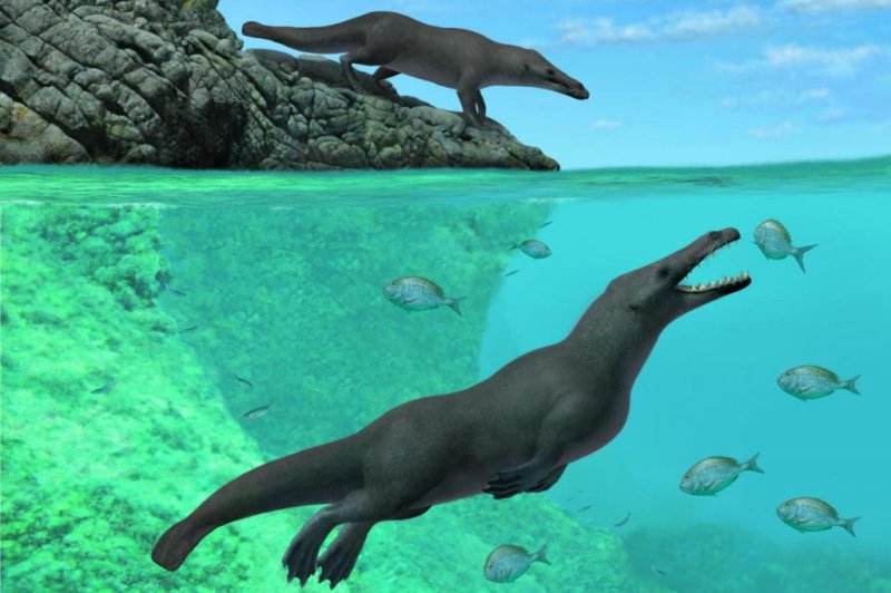 An artistic rendering showcases the amphibious nature of the newly discovered four-legged whale species. Photo by A. Gennari