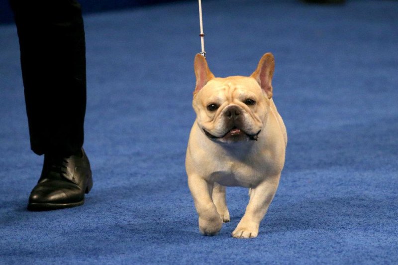 The National Dog Show Best In Show winner was a French Bulldog named Winston. Photo by Bill McCay/NBC