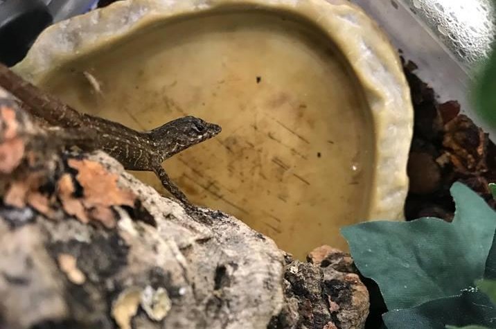 A green anolis lizard stowed away from Mexico to England in a traveler's suitcase and then spent a month hiding under the man's sofa. Photo courtesy of the RSPCA