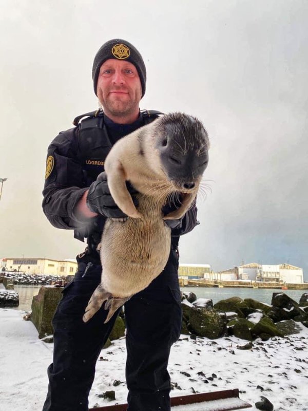 A ringed seal pup was rescued by police in Iceland after making a long swim from the Arctic. Photo courtesy of the South Peninsula Region Police