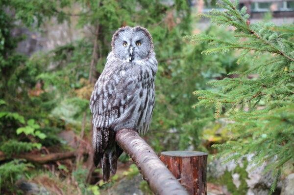 The Skansen Zoo in Stockholm, Sweden, said two great gray owls escaped from the facility Monday night and one of the birds remained on the loose Wednesday. Photo courtesy of the Skansen Zoo