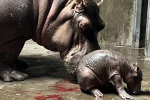 Cincinnati Zoo's Fiona the hippo gets baby sister