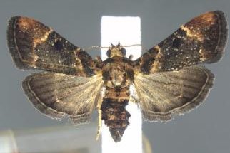 Moth last seen 110 years ago found at Detroit airport