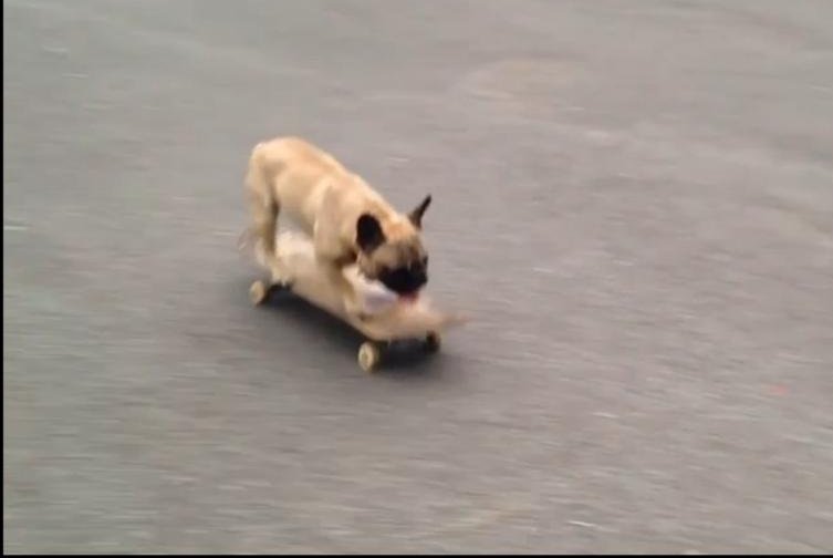 Skateboarding French bulldog shreds London park