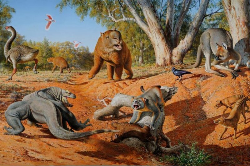Some 85 percent of Australian megafauna was wiped out in the few thousand years after humans arrived on the continent. Australia's megafauna included 1,000-pound kangaroos, 2-ton wombats, 400-pound flightless birds and lizards stretching 25 feet in length, among others. Photo by Peter Trusler/Monash University
