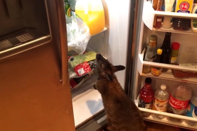 Pet wallaby searches Colorado owner's fridge for snacks