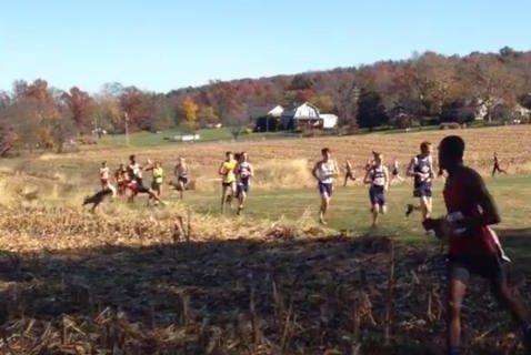 Cross-country runner trampled by deer during race, gets back up