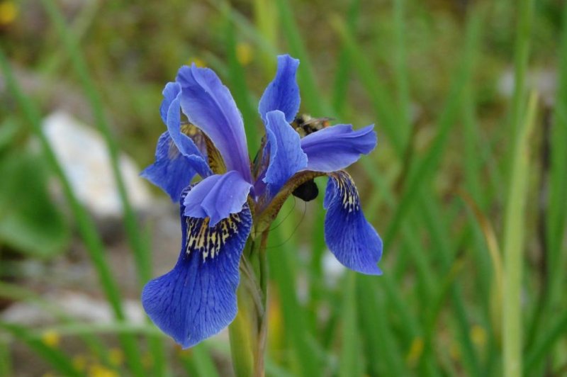 Nectar is not just a 'come on' to bees, it's a weapon of distraction, researchers found in a recent study. Pictured, an Iris bulleyana in China. Photo by Scott Armbruster