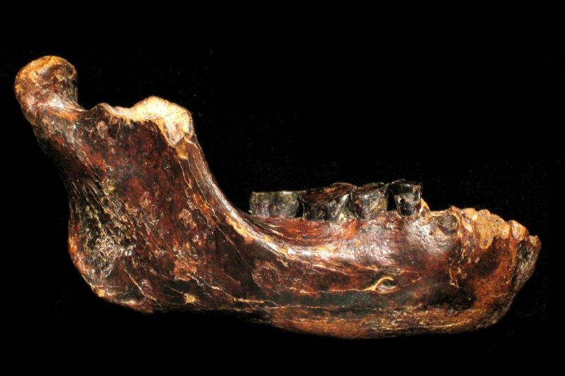 Jawbone found by fisherman may belong to unclassified human