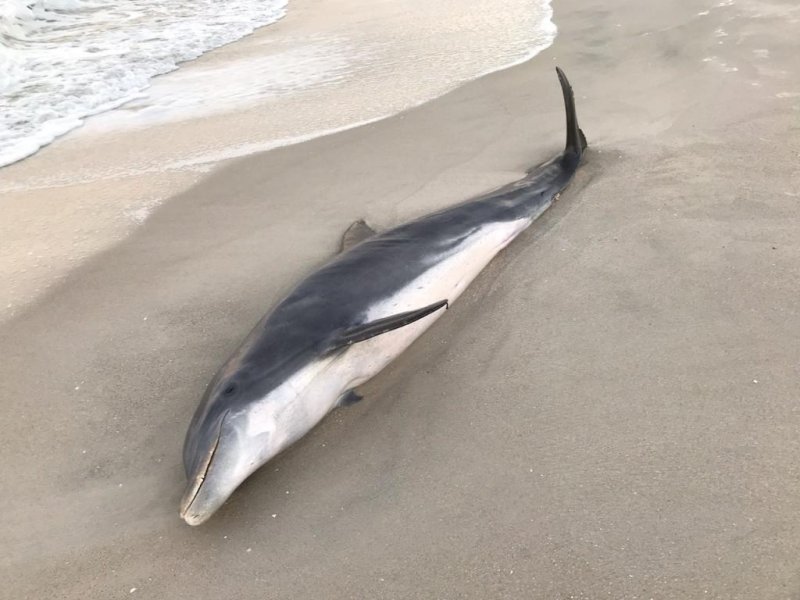NOAA: dolphins shot, stabbed off Florida's coast