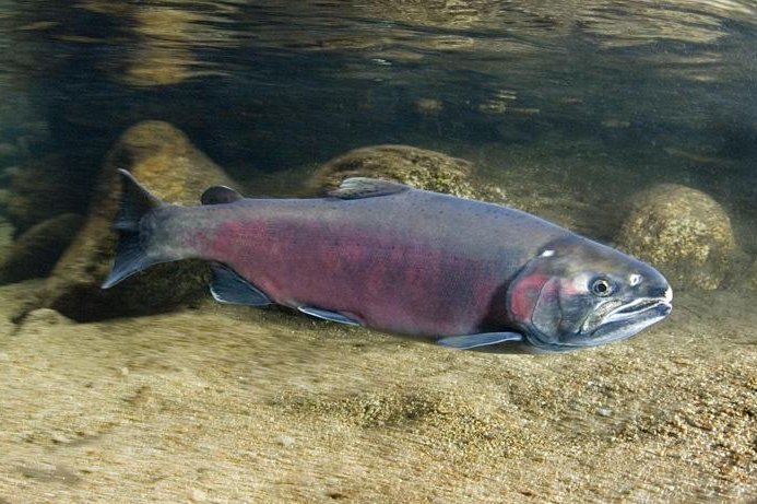 Endangered coho salmon preservation an upstream battle in California