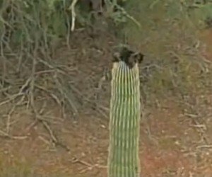 Cat escapes cactus