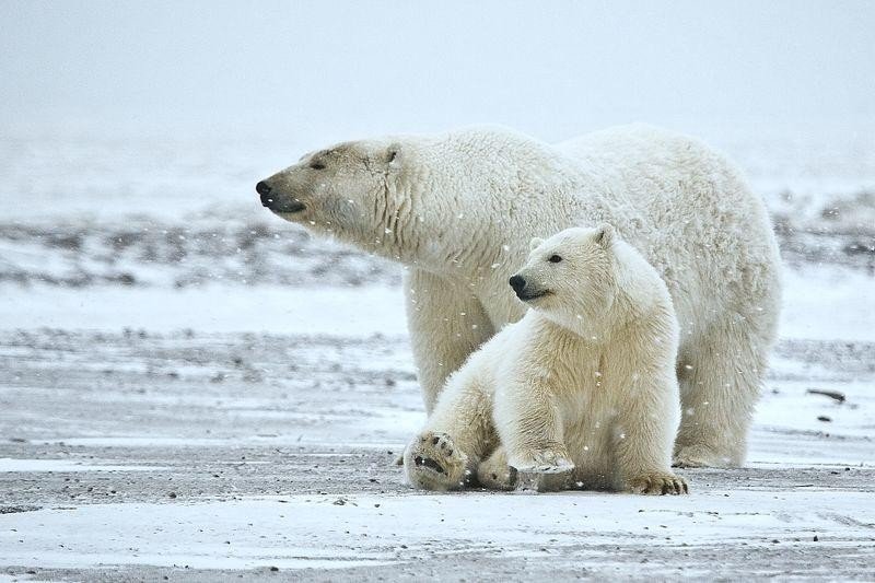 Sow and cub Polar Bears in the Arctic National Wildlife Refuge, Alaska. (Photo by Alan D. Wilson/Naturepicsonline.com/Creative Commons)