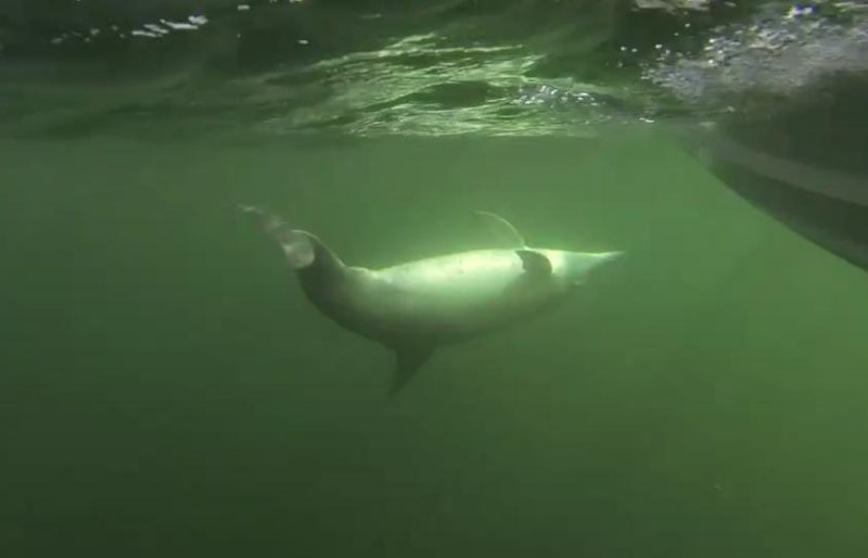 A group of marine biologists in Denmark received the rare opportunity to see a dolphin swimming in the the Oresund strait. Jens Jeppesen said the dolphin sighting was likely the first in the body of water between Denmark and Sweden since 2003, although he expects dolphins to become more common in the area in the future. <a class="tpstyle" href="https://www.facebook.com/Oresundsakvariet/videos/vb.299848533414224/1135872886478447/?type=2&theater">Screen capture/Oresundsakvariet/Facebook</a>