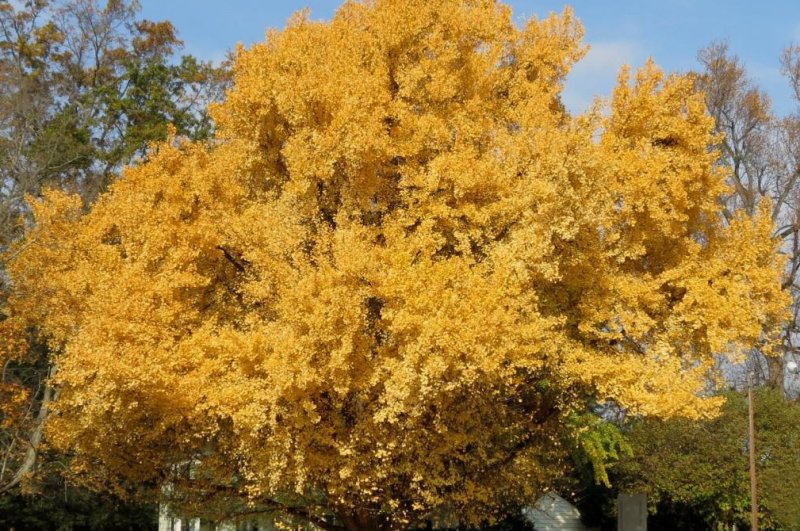Ginkgo trees can live several millennia, but a newly published scientific paper suggests even the most ancient trees aren't immortal. Photo by James St. John/<a href="https://www.flickr.com/photos/jsjgeology/49047727587">Flickr</a><br>