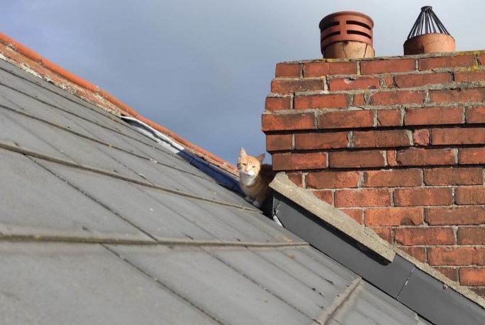 The Dublin Fire Brigade responded to a home in the Dolphin's Barn area of the city to rescue a kitten stranded on the roof of the house. Photo courtesy of the Dublin Fire Brigade/Twitter