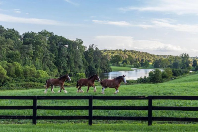 A 4,500-acre estate listed for $75 million in Virginia comes with a collection of retired Budweiser Clydesdale horses. Photo courtesy of TTR Sotheby's