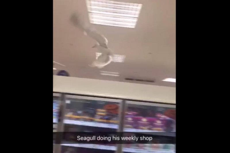 A seagull flies around a Tesco store in England. Screenshot: @_bradhutchinson/Twitter