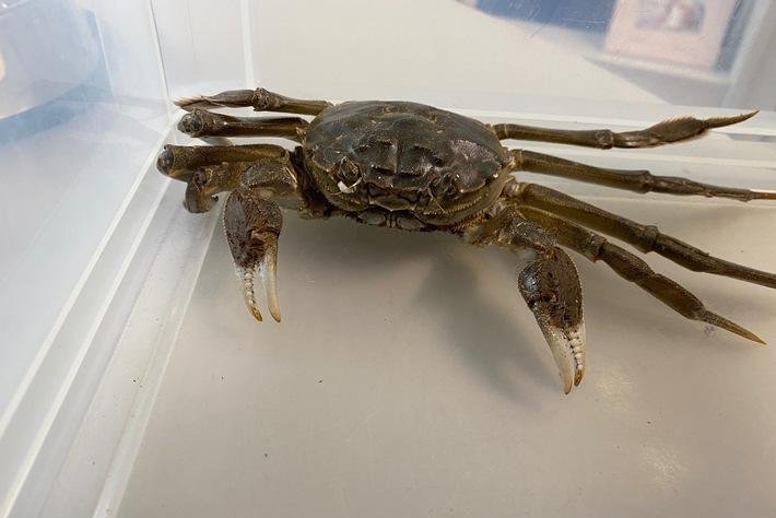 Police in Germany responded to an Unterlauchringen home where a woman discovered a large Chinese mitten crab had wandered in through an open door. Photo courtesy of&nbsp;Freiburg Police