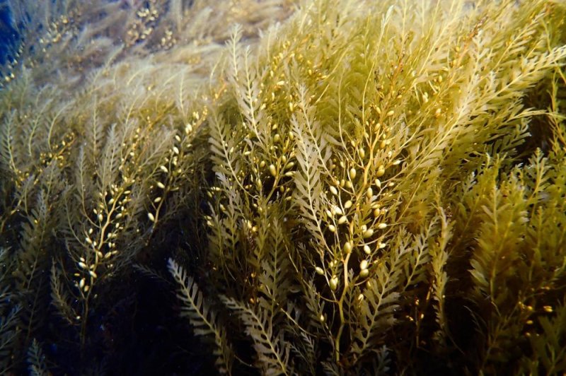 The Asia algae species Sargassum horneri has spread throughout the waters of Southern California. Photo by Katie Davis/UCSB