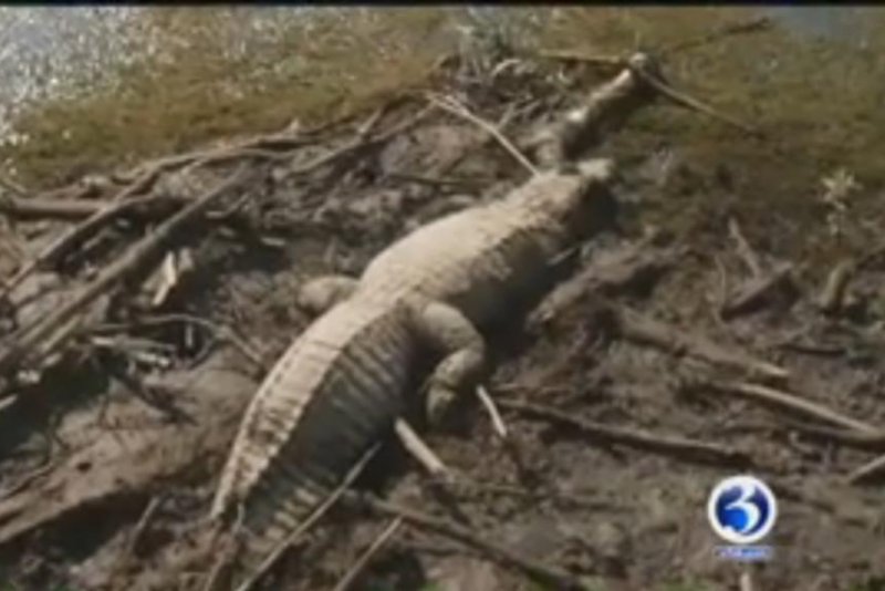 This alligator discovered on the Connecticut coast was found to be stuffed. Screenshot: WFSB-TV