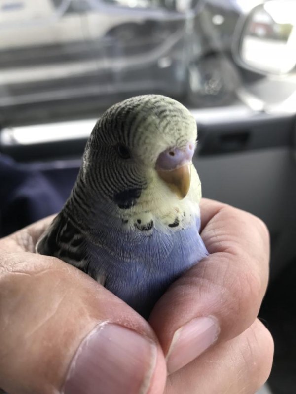 Animal rescuers responded to an Ikea store in England to capture a parakeet found closed inside a cupboard. Photo courtesy of the RSPCA