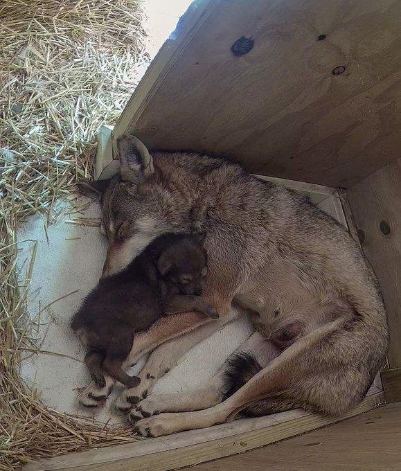 Rhode Island zoo welcomes birth of world's most endangered wolf