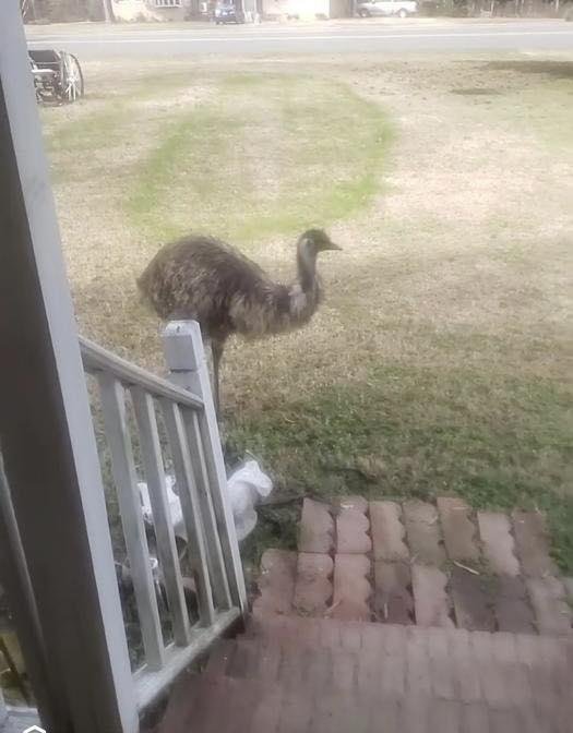 An emu is on the loose in the Hurdle Mills area of North Carolina. Photo courtesy of Person County Animal Services