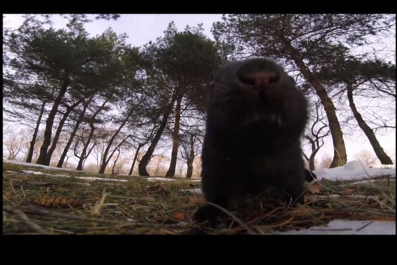 Granola attracts a squirrel to a camera in Montreal. Newsflare video screenshot