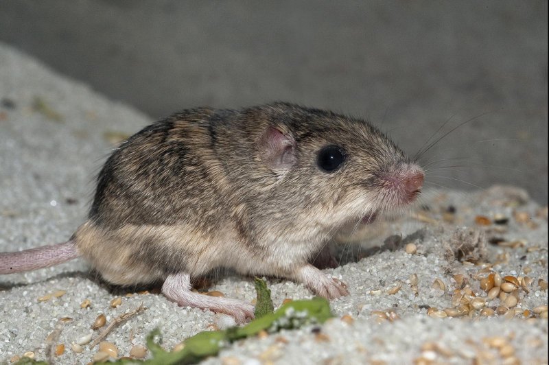 A Pacific pocket mouse named Pat was officially named the oldest living mouse in human care and the oldest mouse ever by Guinness World Records. Photo courtesy of the San Diego Zoo Wildlife Alliance