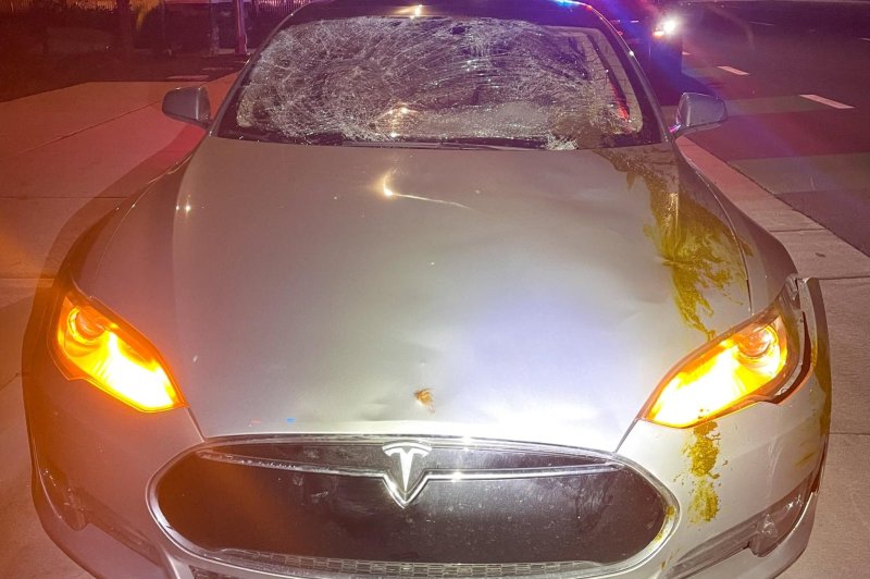 Police in Pleasanton, Calif., said a loose cow broke the windshield of a Tesla and left a mess on the hood before being rounded up with help from local ranchers. Photo courtesy of the Pleasanton Police Department/Facebook