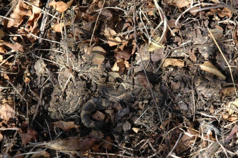 African puff adder uses chemical camoflauge to hide scent