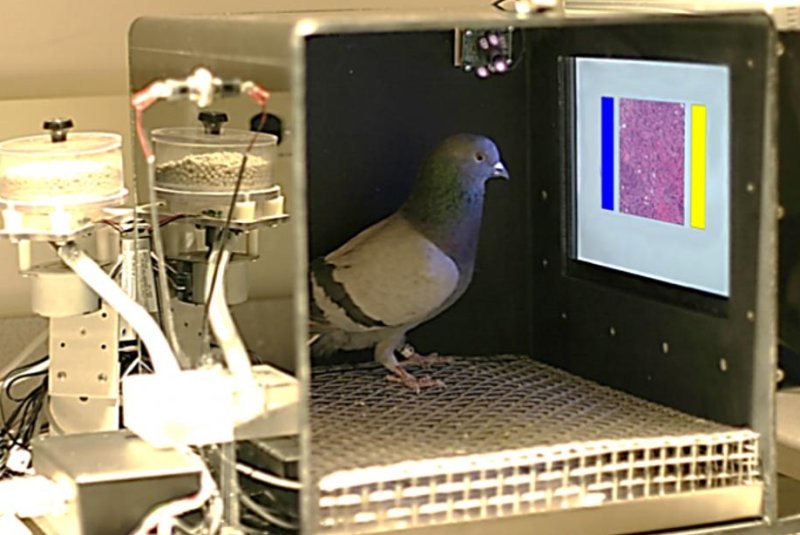 Study shows pigeons can help identify breast cancer