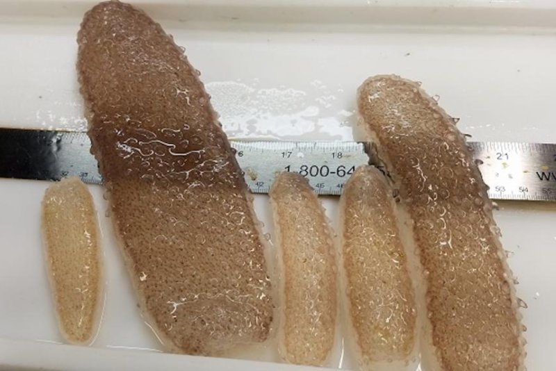 The strange, cucumber-shaped colonies of multi-celled organisms are being found by the millions in the waters off the coast of the Pacific Northwest. Photo by Northwest Fisheries Science Center/NOAA