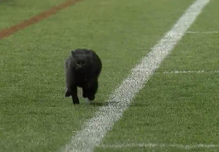 Black cat sprints down sideline at National Rugby League match