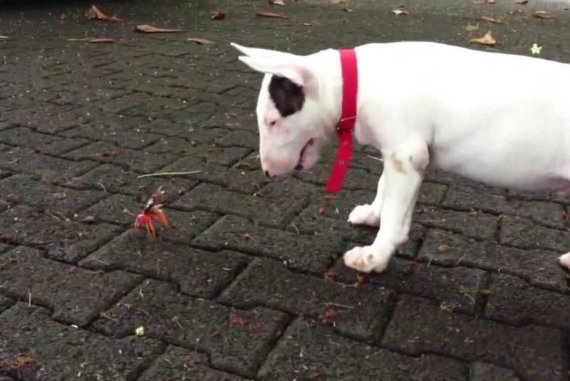 Excited puppy dodges defensive crab's claws in Costa Rica