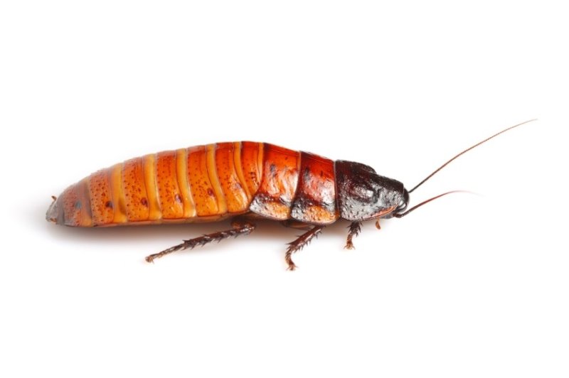 More cockroaches expected in Florida