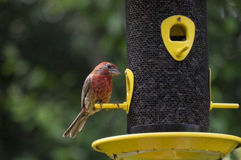 A male house finch sits at a bird feeder. Photo by Chiyacat/Shutterstock