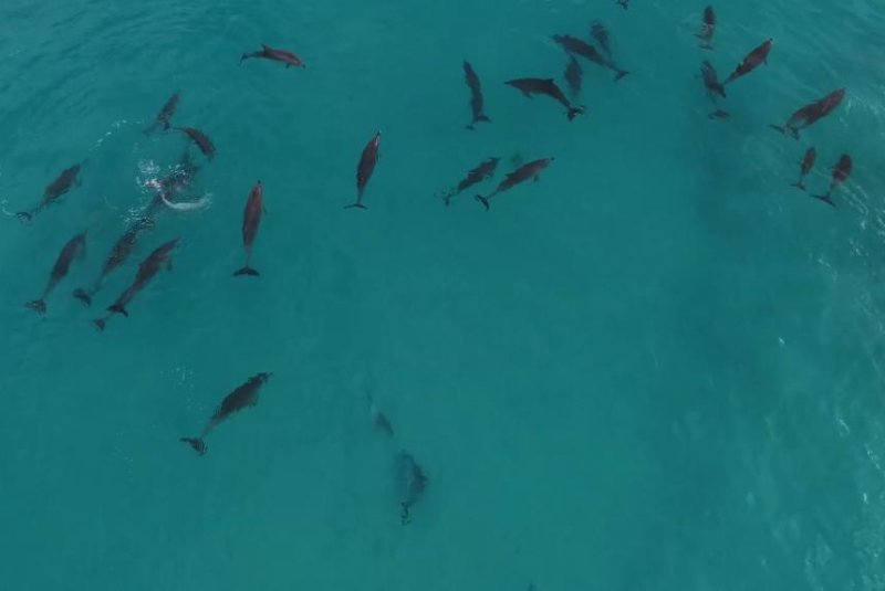 Huge dolphin pod plays in the surf off Western Australia
