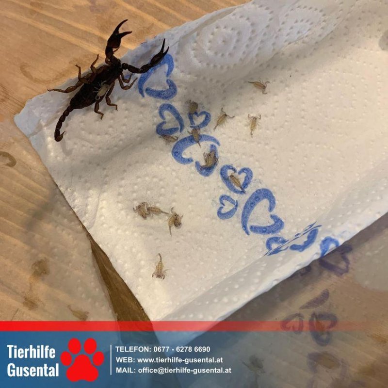 A woman who returned to her Austria home after a trip to Croatia found a mother scorpion and 17 babies hiding in her luggage. Photo courtesy of Tierhilfe Gusental