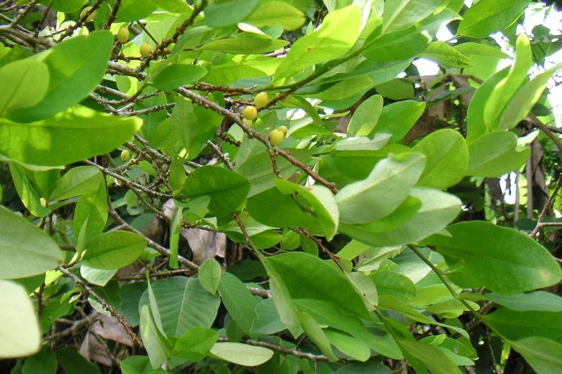A coca leaf plant. (CC/Darina)
