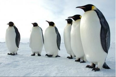 New bird flu strain circulating among Antarctica penguins