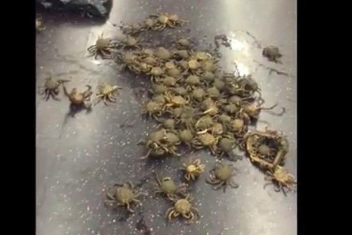 Mysterious crabs cover the floor of a New York subway car. Screenshot: Storyful