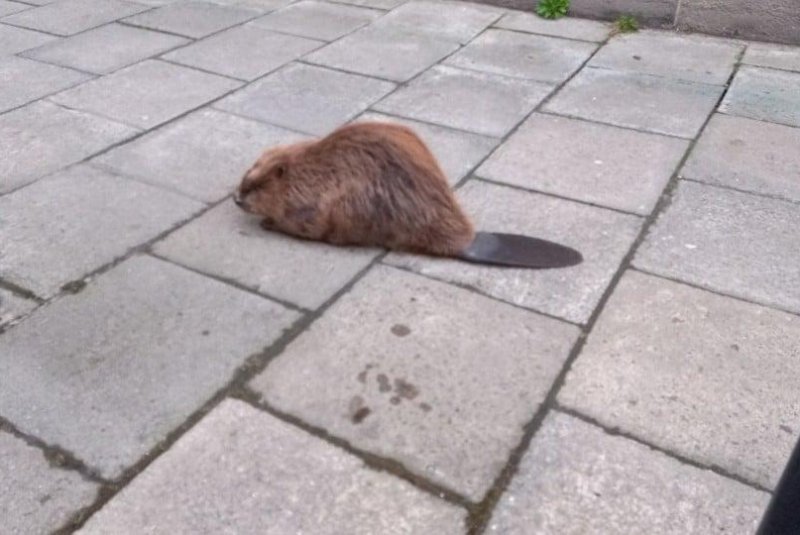 Police in Krakow, Poland, said an animal rescue team came to the assistance of a wayward beaver found wandering the city's streets.<a href="https://www.facebook.com/strazmiejskakrakow/posts/5248296278523698"> Photo courtesy of the City Guard of Krakow/Facebook</a>