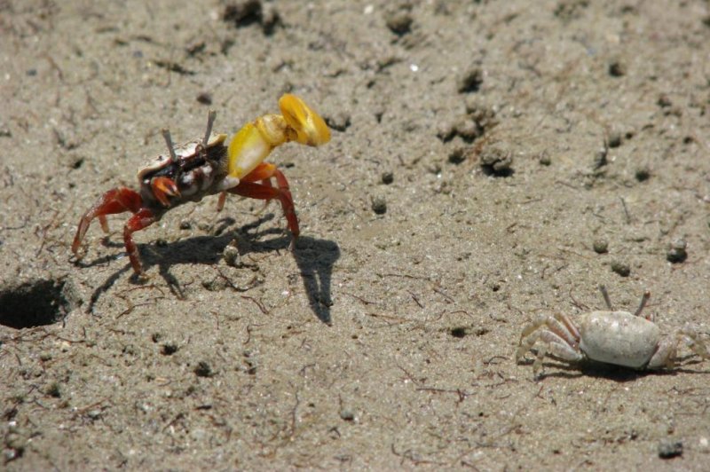 A male fiddler crab waits for a female to enter the burrow. If she does, he will have a greater chance of passing on his genes. Photo by Tanya Detto/Copyright Pat Backwell