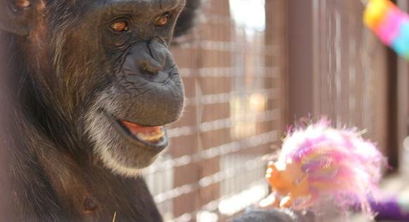Chimpanzee celebrates 41st birthday with troll doll party