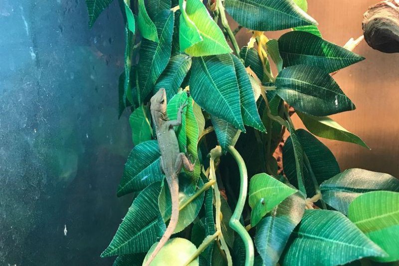 The RSPCA said a Lincolnshire, England, family returned from a vacation to Florida and found a pair of anole lizards had stowed away in a suitcase. Photo courtesy of the RSPCA