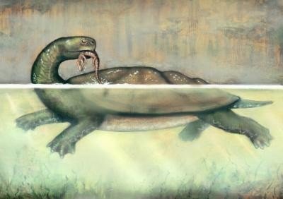 Fossil of giant turtle found in Colombia