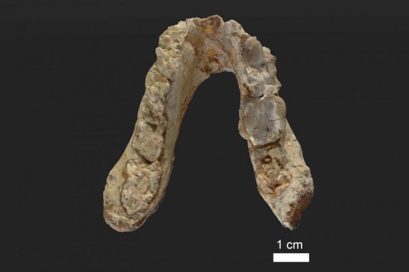 Scientists recovered a jaw fossil belonging to the earliest human-chimp relative in Greece. Photo by Wolfgang Gerber/University of Tubingen