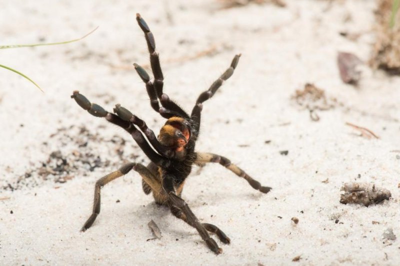 New tarantula species discovered with horn-like feature on its back
